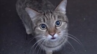 狸花猫跟人亲昵的样子太可爱啦