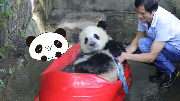 Happy and Lazy Panda Chong Chong with His Personal Shower