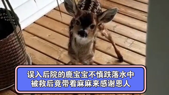 A fawn that wandered into the backyard accidentally fell into the water, and after being rescued, it