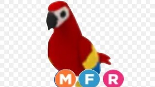 MEGA PARROT GIVEAWAY! *OPEN* (ROBLOX) ADOPT ME