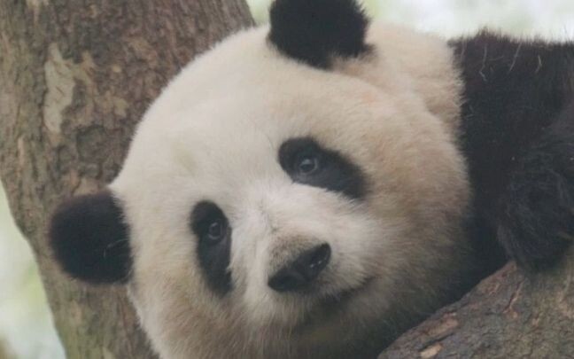 Hua Hua finally climbed the tree—though the ending’s a bit awkward~
