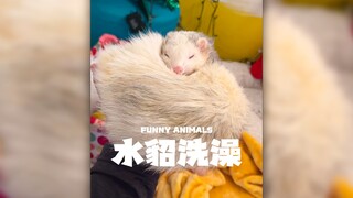 给水貂洗澡‼️（但是为什么要加燕麦奶？）