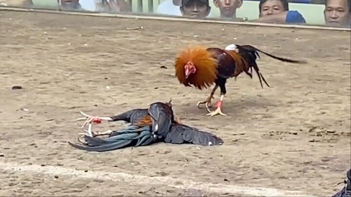 RED VS BROWN RED, 77K PARADA LUCENA VS LUCBAN. #2HITS SABONG