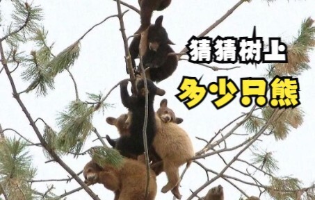 The Little Bears Are Having a Meeting in the Tree