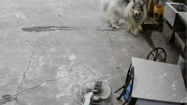 Thấy người ta nuôi chó Alaska trông rất đáng yêu, thế là mình cũng nuôi một con luôn!