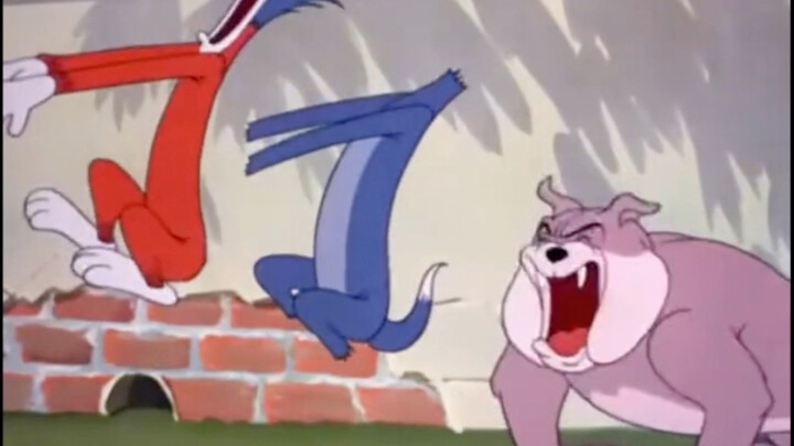 Spike teaches his son cat training