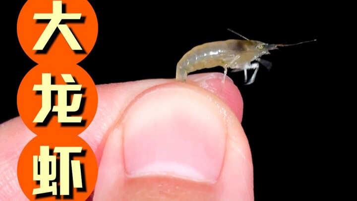 Con tôm hùm này to quá, ăn hoài không hết, thực sự là ăn hoài không hết!