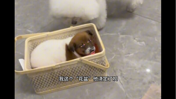 ลูกหมา: คุณจะจัดการไหม?