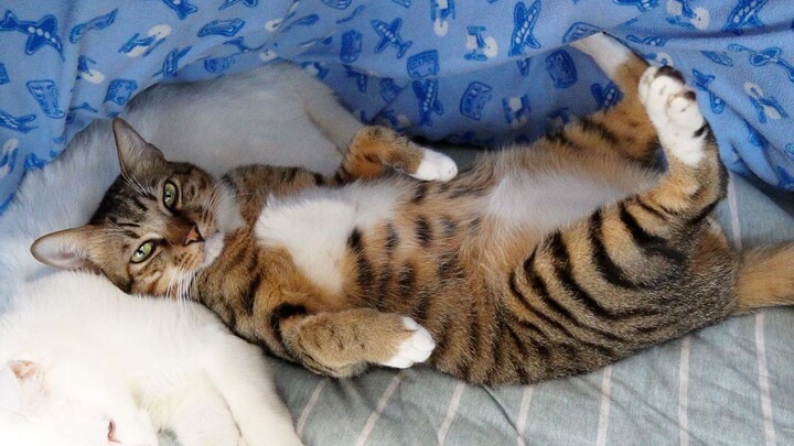 Since I got a cat, has life been full of surprises... or not?