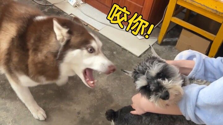 Chó Husky tức điên lên, mắng té tát khi thấy cô chủ sờ chó khác!