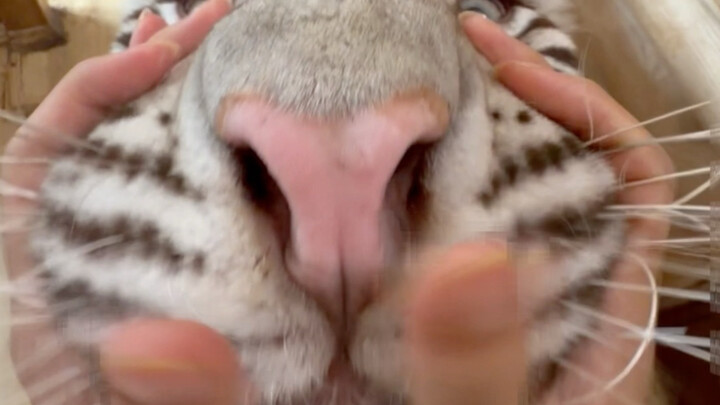 Cat Temperament Test: Hell Difficulty Version