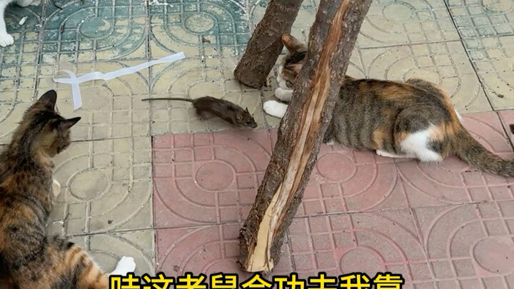 A mouse ran into my six cats and one dog—never in a million years did I expect this ending!