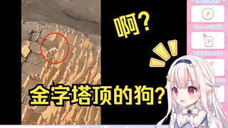 日本萝莉看《那些神奇的动物视频》奇怪的知识增加了