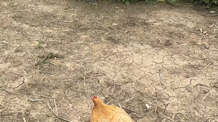 พาแม่ไก่ไปกินกิ้งกือพันขา