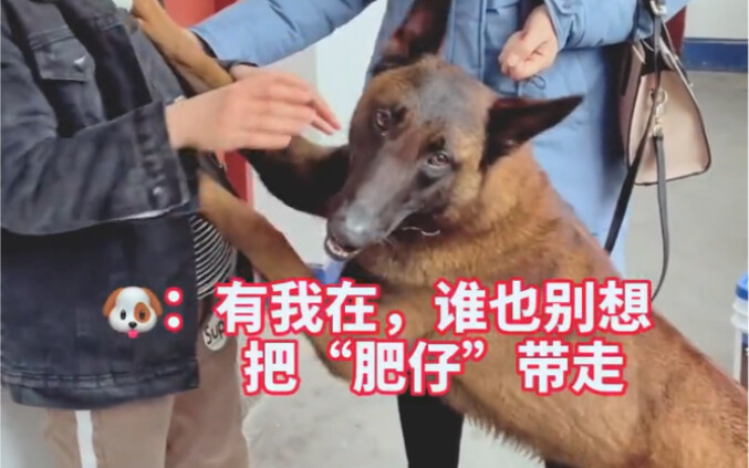 Bawan has a strong inner strength. Today, someone finally came to claim Little Silver Fox—so the pet