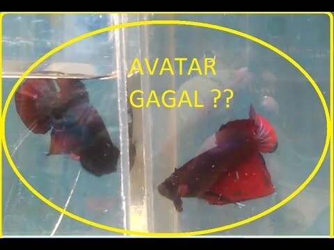 ikan cupang avatar gagal mutasi