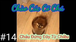 Tổng hợp Memes part 14 | Những clip Thú.... vị!!!