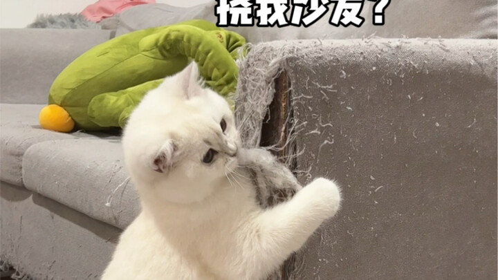 วิธีใช้วิถีแมวของเขากลับคืนสู่ตัวเขาเอง (ตอนแก้แค้น)