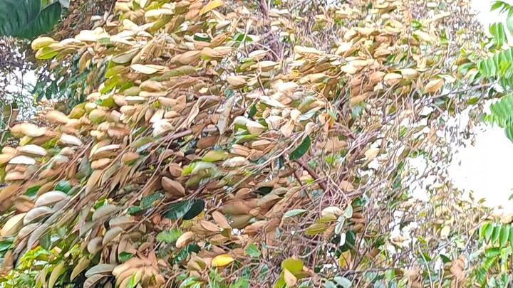Strong wind hits taguig city Phillipines