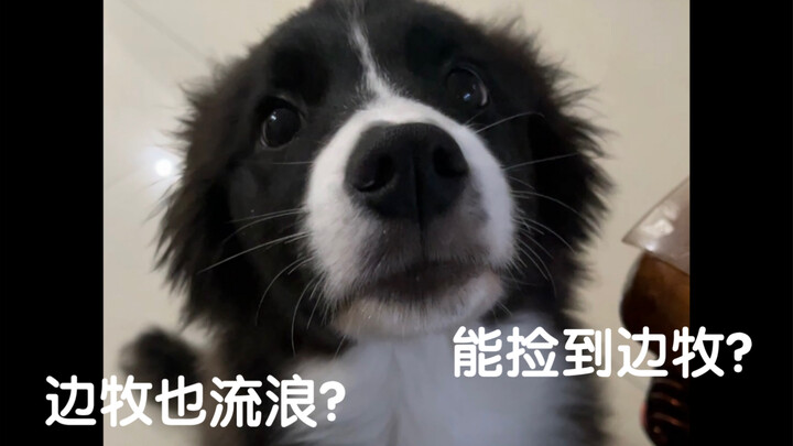 Lại kể một lần nữa câu chuyện về chú chó Border Collie hoang đã chọn tôi nhé