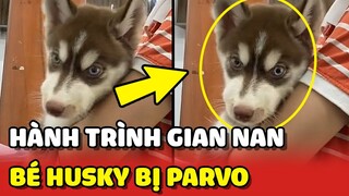 Đại ngáo HUSKY mắc bệnh PARVO và hành trình CHỮA TRỊ GIAN NAN cùng cô chủ  | Yêu Lu