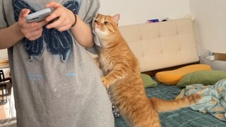 Pernahkah Anda melihat kucing yang bisa mengisap orang? Ia harus meminta orang untuk menempel padany