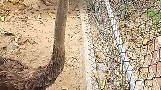 ostrich in person