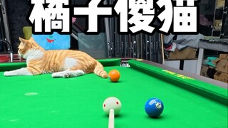 Little Orange looks like a silly cat.