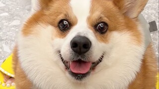 Setelah 8 bulan berat badannya turun, anak anjing itu benar-benar kehilangan berat badan!