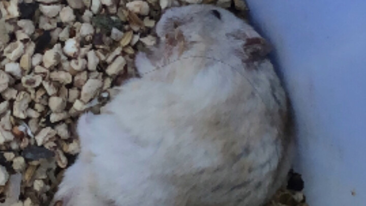 Sudah tiga kali melihat puding gemuk ini di pasar burung dan tanaman, dia masih ada di sana, akhirny