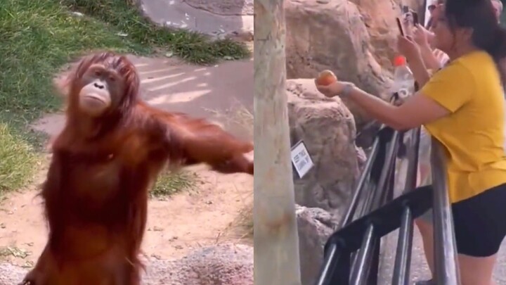 An orangutan at the zoo begs visitors for food, looking utterly “entitled” throughout—leaving netize
