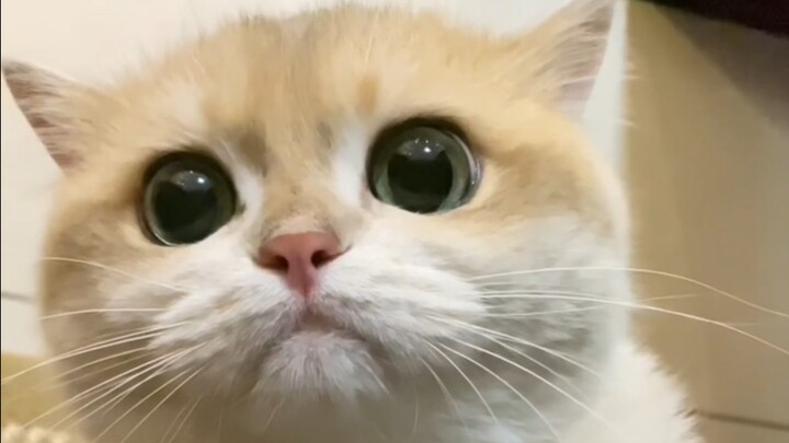 Cat: Human, you are so awesome!