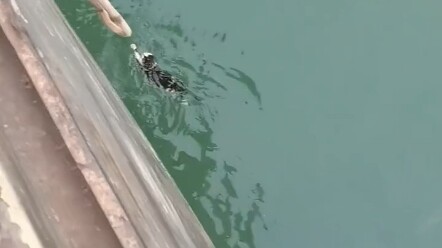 Pagi-pagi banget sudah mendengar suara minta pertolongan dari seekor kucing