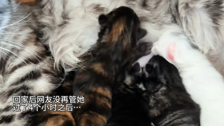 《猫猫是我们亲自选择的家人》