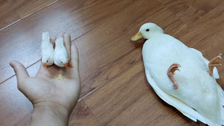 [เรียกเป็ด] ให้อาหารนกไข่มุก เป็ดก็ได้แต่มองดูอยู่ นี่มันเป็นสิ่งที่มนุษย์จะทำกันเหรอ?