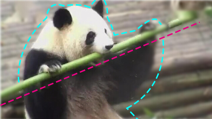 Menggigit bambu adalah kebiasaan, pilih makanan adalah jati diri.