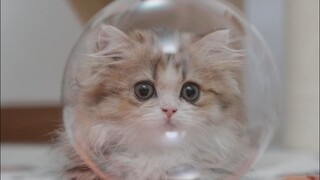 Ketika anak kucing pertama kali melihat gelembung sabun, dia langsung ketakutan!