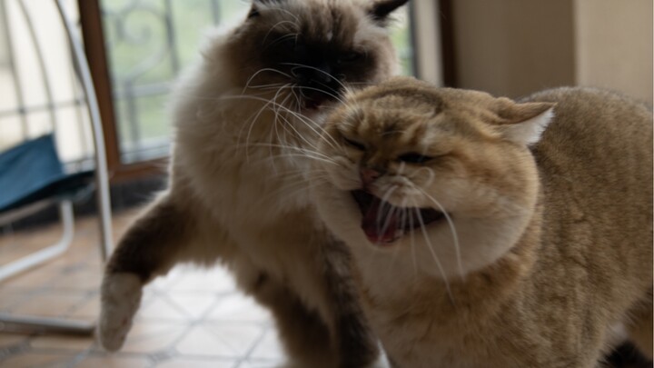 When a tomcat rides a tomcat...