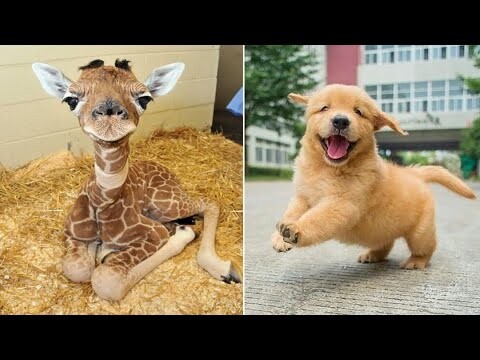 Funniest Animals 2024 😂 Best Funny Cats and Dogs 😻🐶 Part 15 | Cute Baby Dogs