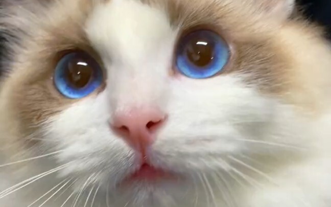 قطة الجنية وصلت!