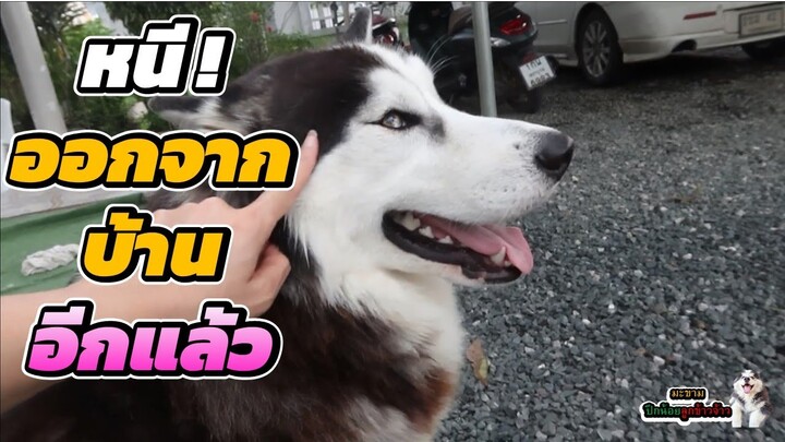 2 แสบ “พังประตู” หนี ออก จากบ้าน ไปไกลเลยคราวนี้ | มะขาม ปึกน้อย ลูกข้าวจ้าว EP. 330