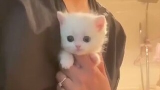 "Unbelievably cute"