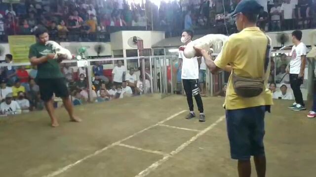 45 days Kelso  na Lugon on the moves fastest kill Santa queteria arena