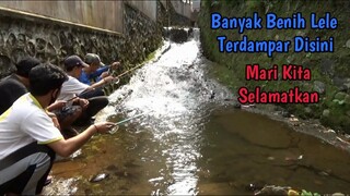 Gampang Banget Mancing Ikan di Selokan Perumahan Ini, Banyak Benih Lele Terdampar Disini Broo