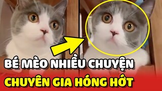 Bé mèo thích HÓNG HỚT NHIỀU CHUYỆN y như các bà hàng xóm gần nhà bạn 😂 | Yêu Lu