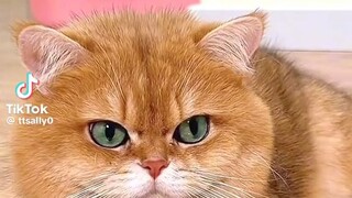 cute cat