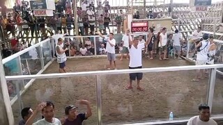 Intense Fight Peruvian Hatch Win
