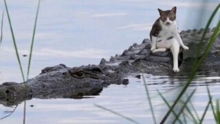 Kucing: "Lihat baik-baik, aku hanya akan mengajarimu sekali!!"