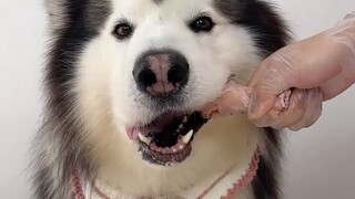 Immersive listening to dogs chirping and eating without any sound...