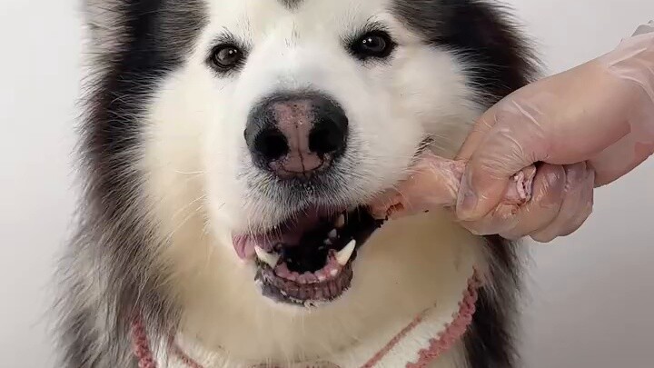 Immersive listening to dogs chirping and eating without any sound...